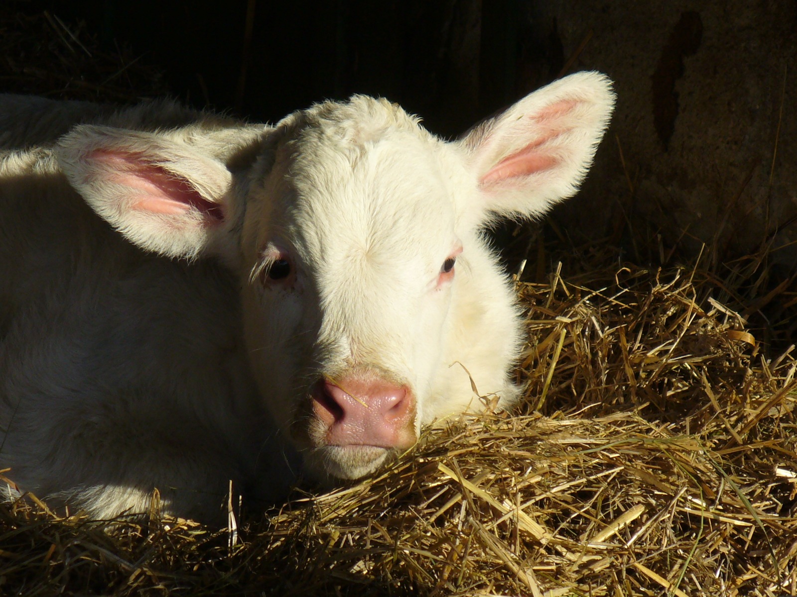 Živočišná výroba